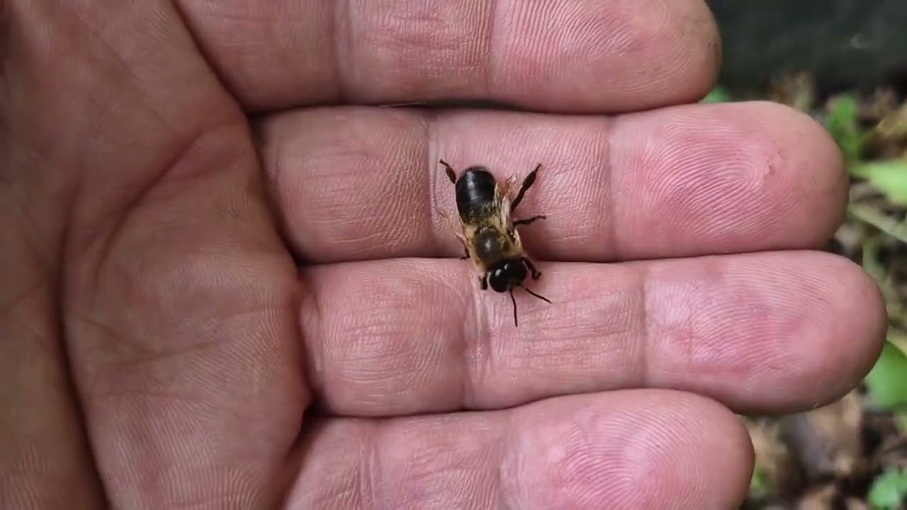 27. April 2025 Razrojavanje, sprečavanje rojenja, Varroa.