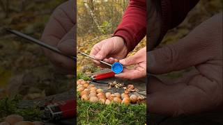 Thumbnail for Genius LifeHack for Quick Nut Cleaning with Whole Kernels. #lifehacks #ideas #camping