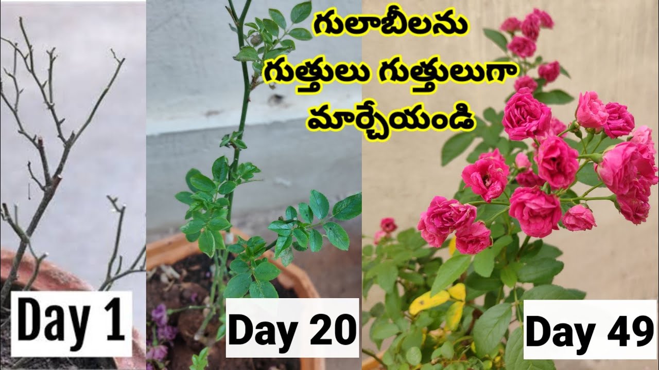 How To Grow button Rose Plants With Bunch of Roses🌹In Telugu Tips