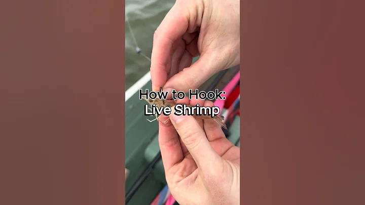 How to Hook Live Shrimp #fishing #howto #redfish #speckledtrout #flounder #livebait_fishing