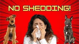 10 Large Dog Breeds That Dont Shed