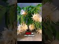 Epiphyllum: Blooming for ONLY 1 hour! #shorts