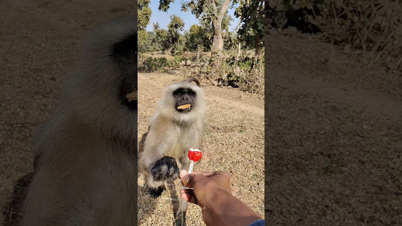 Monkey Said “No” to Lollipop 😂🐒