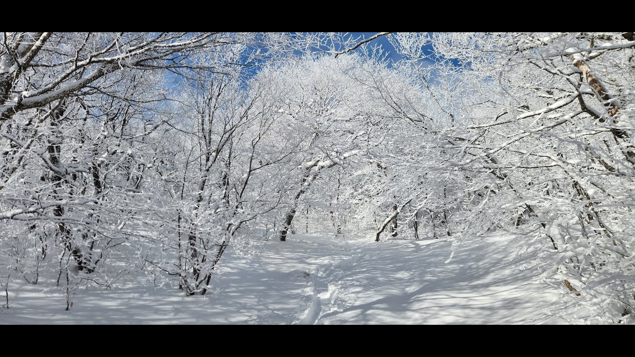 Thunderbolt Ski Trail - 01-20-2025 - Mt Greylock MA