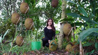 15 days of Single Mother Harvesting fruit and selling it, living alone, Ungrateful Husband
