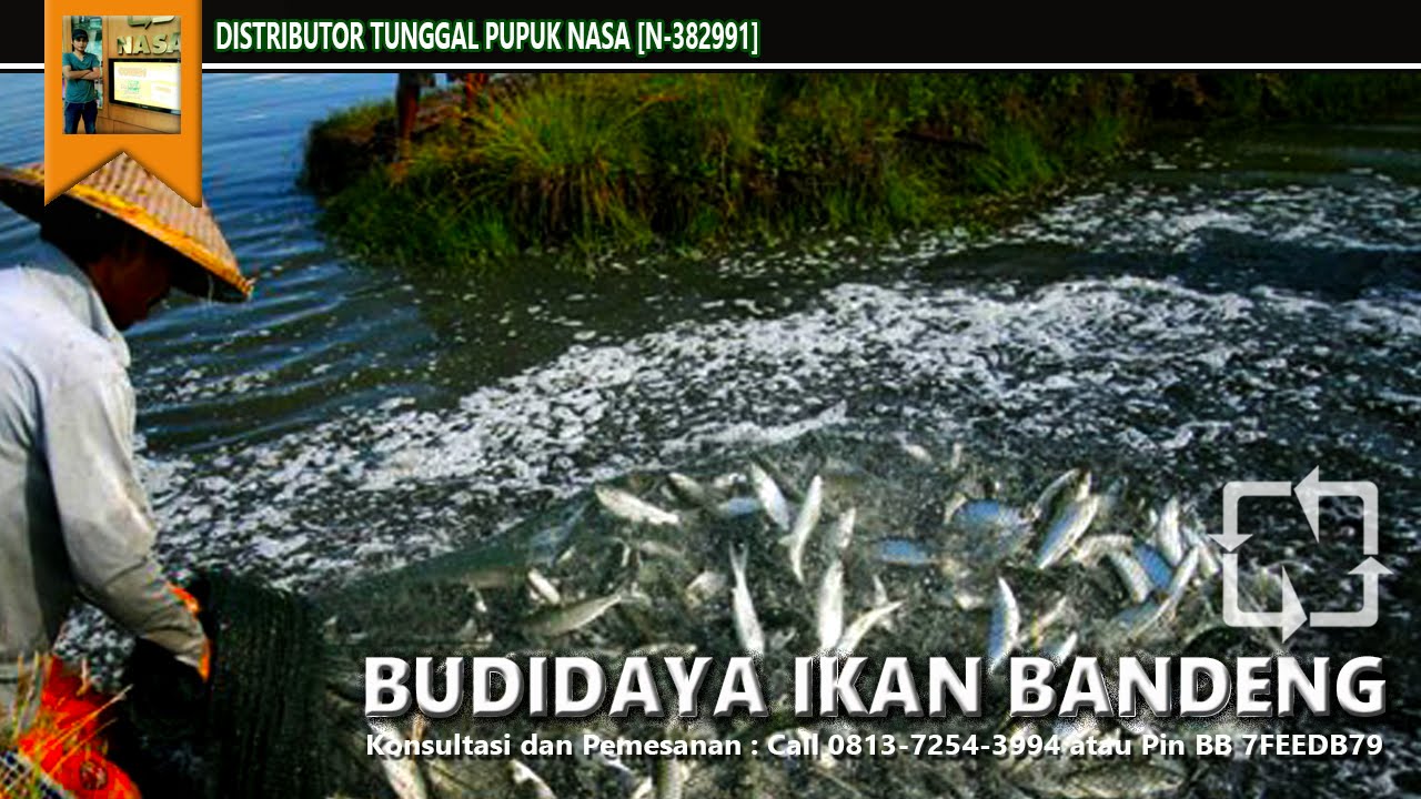 Rahasia Sukses Budidaya Bandeng-karawang 