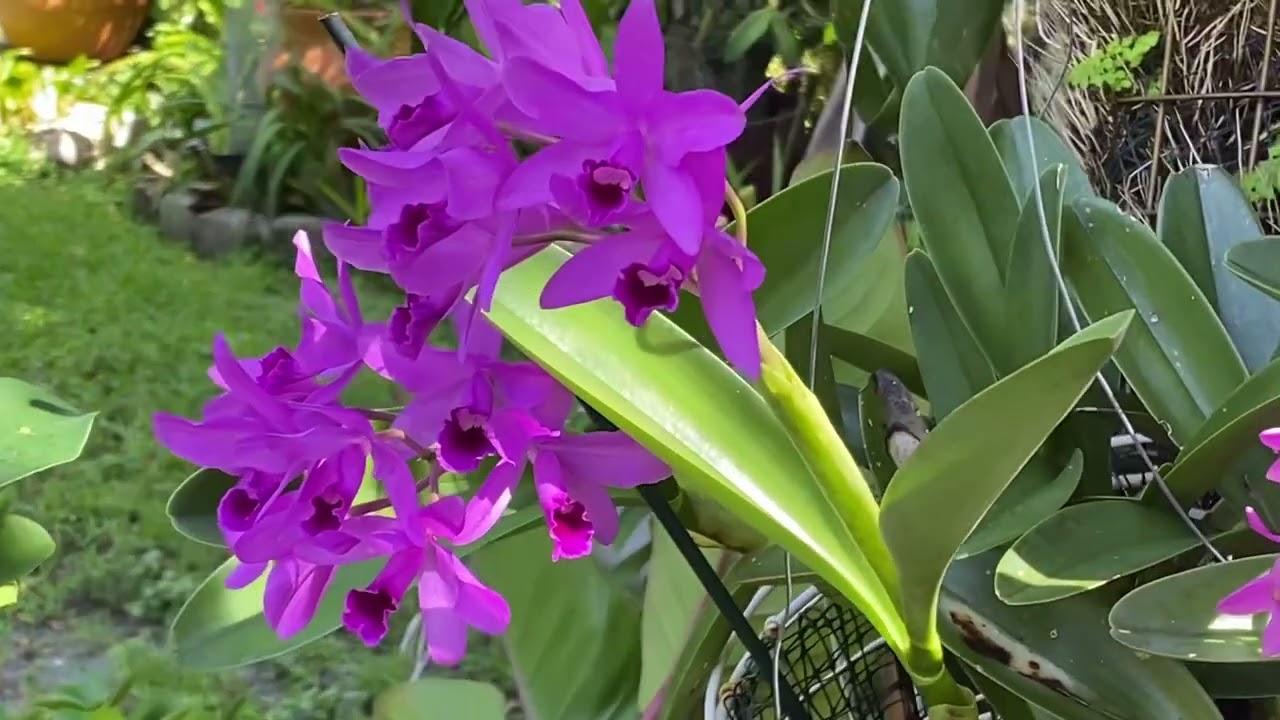 Guarianthe skinneri  first bloom