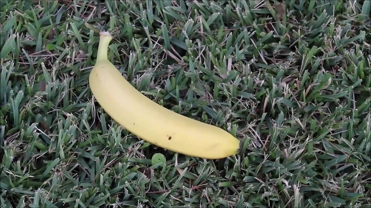 Download Bananahood | Season 8, Episode 4
