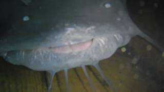 Channel Catfish and Fry inside a Channel Catfish Spawning Box
