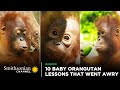 Coconut Lesson and Orangutan Skills