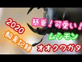 【ムシモンオオクワガタ】2020飼育記録