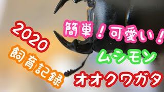 【ムシモンオオクワガタ】2020飼育記録