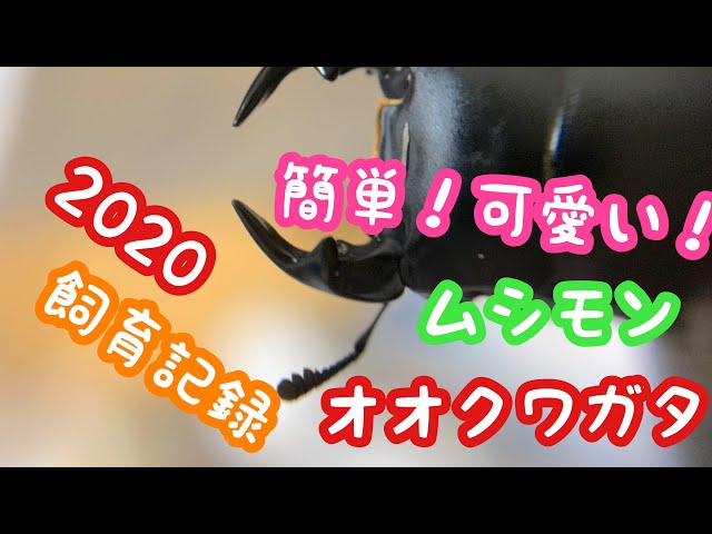 ムシモンオオクワガタ】2020飼育記録 - YouTube