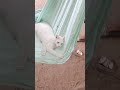 Kucing naik ayunan #kiwi #cute #cat