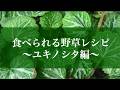 【野草術】「ユキノシタ」すごく美味しい!ほぼ一年中食べられる野草レシピ。