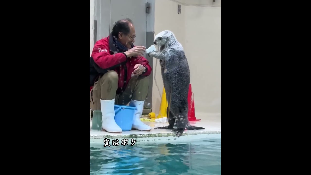ラッコに帽子をかぶせるとどれだけ楽しいか？ #忘れてはいけない