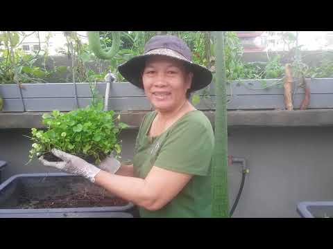 Video Hướng dẫn cách trồng Rau Má lên 100% | Khoa Hiên 316 - youtube