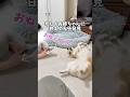 お姉ちゃんの撫で撫でが止まったら自ら撫で撫でを誘導してくるココちゃんでした🦊💕#コーギー #corgi #dog #コーギー多頭飼い #犬のいる暮らし