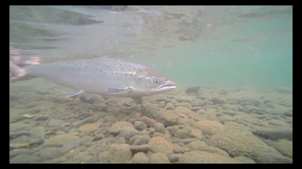 Atlantic Salmon Fishing in Iceland on the Midfjaroara River