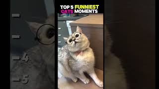 The last one is so cute 🥰 #cat #cutecats #funny #catvideos #funnycats