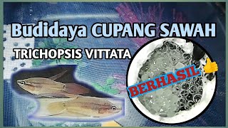Cara budidaya cupang sawah