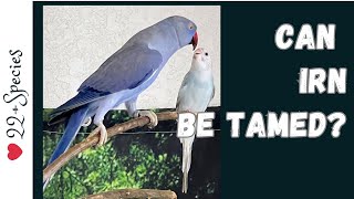 Can My Indian Ringneck Be Tamed? | #parrot_bliss #indianringneck #parrot