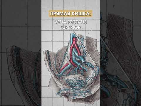 Портокавальные анастомозы. Как запомнить