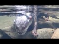 カワウソさくら 綺麗すぎる川に行ったらやばすぎた!Otter excited about a beautiful river