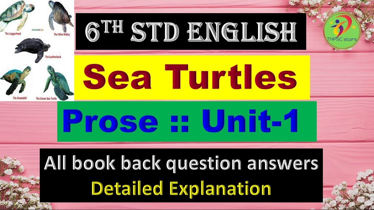 6th std English Sea Turtles Prose All book back question answers