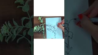 Continuous Line Drawing | build your confidence with observational contour drawing!