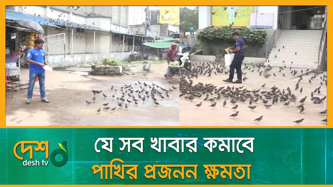 যে সব খাবার কমাবে পাখির প্রজনন ক্ষমতা | Birds Breeding Ability | Food Reduce Fertility |Kushtia News