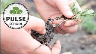 Pulse School: Three tips for managing aphanomyces and protecting pulse economics