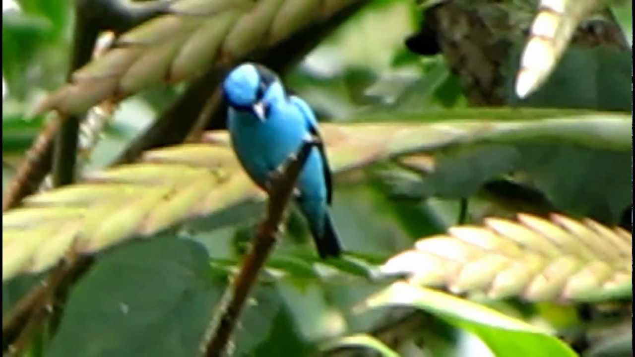 ENDEMIC- Turquoise Dacnis-Dacnis hartlaubi- Birding Turquoise Dacnis