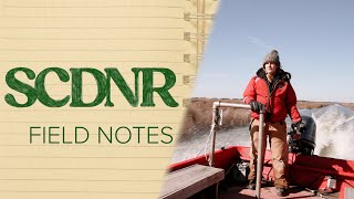 SCDNR Field Notes: Waterfowl Season