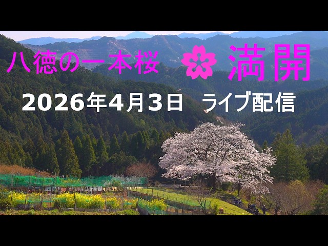 Hachitoku's Single Cherry Tree - Live Stream - YouTube