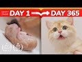 😎Spam to Cat Haters! - How Kittens Grow Up: Day 0-365