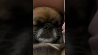 Tibetan Spaniel snoring