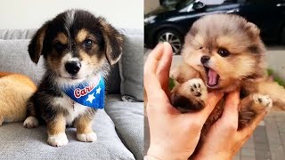 ♥Cute Puppies Doing Funny Things 2021♥ #8  Cutest Dogs