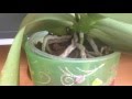 Орхидея фаленопсис уход после покупки. Пересадка, полив, условия содержания. период активного роста.