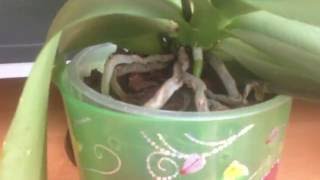 Орхидея фаленопсис уход после покупки. Пересадка, полив, условия содержания. период активного роста.