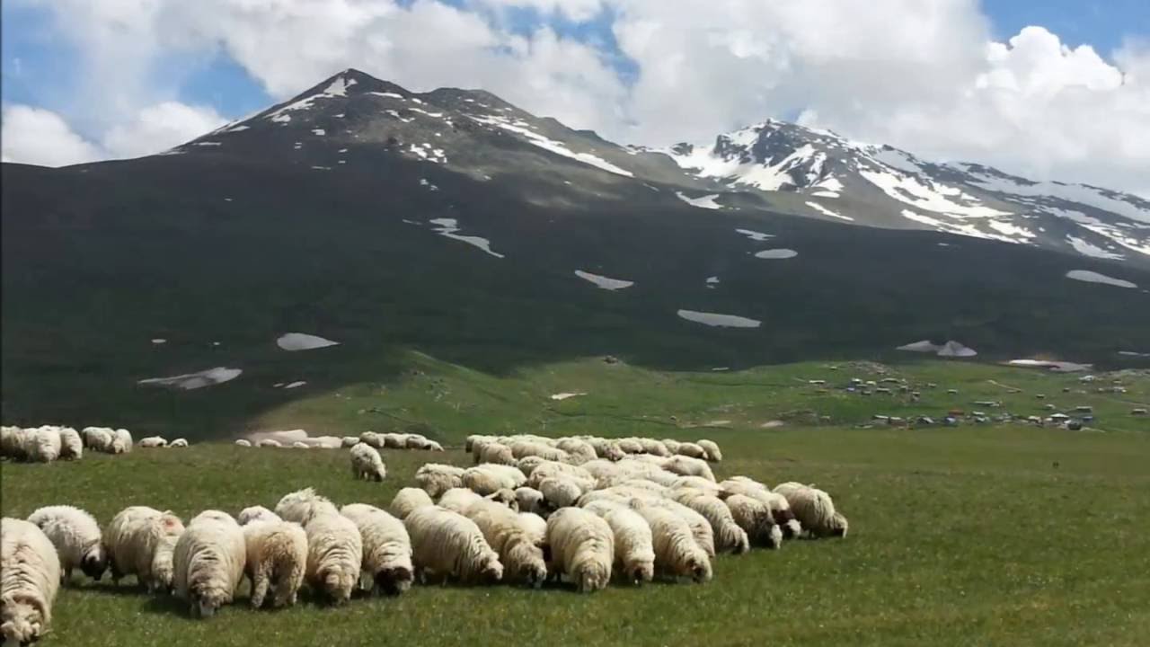 GİRESUN KARŞILAMASI /DAVUL ZURNA İLE