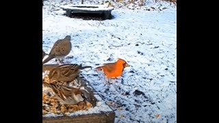 Timelapse Snow Covers the Ground in 1 Hour in Akron, OH at Bird Watching HQ ❄🐦