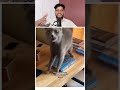 Cats Respecting the Holy Quran 🤲✨ | SubhanAllah