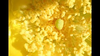 Microsoft Mission Video