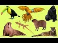 Learn Names and Sound Wild Animals  for Kids in English