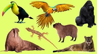 Learn Names and Sound Wild Animals part 2 for Kids in English