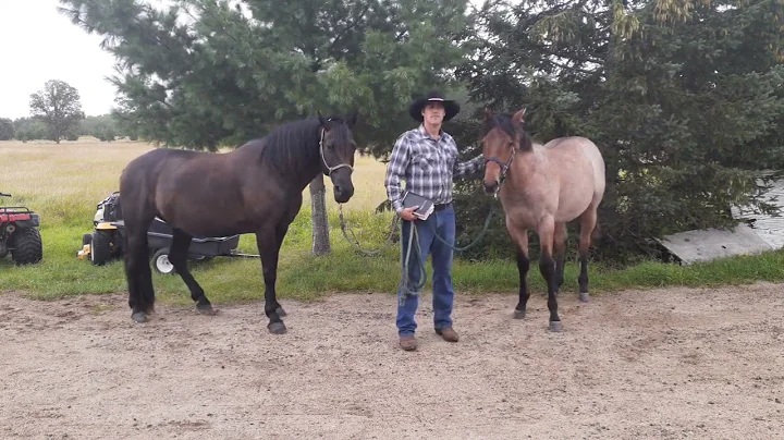Farrier Joel Hamilton & His Young Horse 'John', Ep...