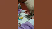 Близняшки 🐹 Pets