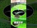 【アクアリウム】水槽のコケ取り最強「ヤマトヌマエビ」飼育のあるある2選 #Shorts