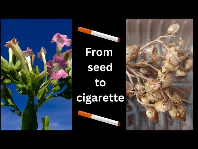 From Seed to Cigarette: How to Grow Tobacco and Make Your Own Cigarettes